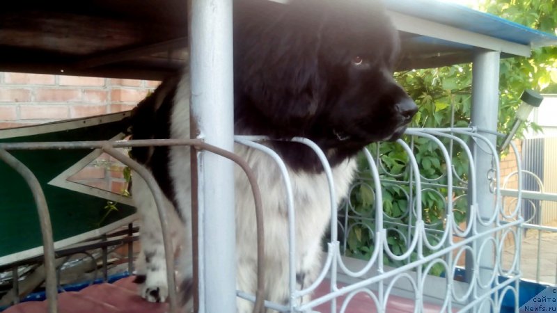 Фото: ньюфаундленд Vargas de la Massa Armando (Варгас Де Ла Масса Армандо)