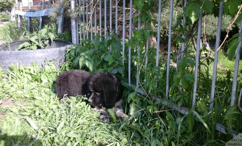 Фото: ньюфаундленд Everiya ot Sibirskogo Medvedya (Еверия от Сибирского Медведя)