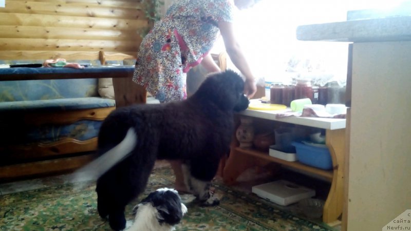 Фото: ньюфаундленд Everiya ot Sibirskogo Medvedya (Еверия от Сибирского Медведя)