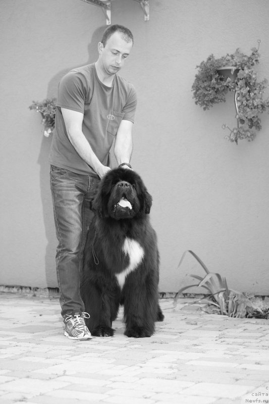 Фото: ньюфаундленд Dark Pride Vertu (Дак Прайд Верту)