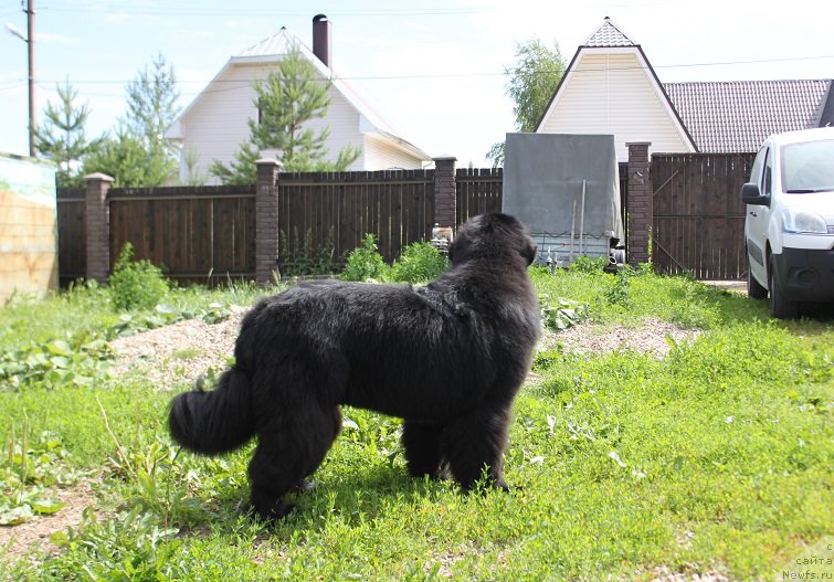 Фото: ньюфаундленд Myelman SHerstistyiy Mamont (Мэлман Шерстистый Мамонт)