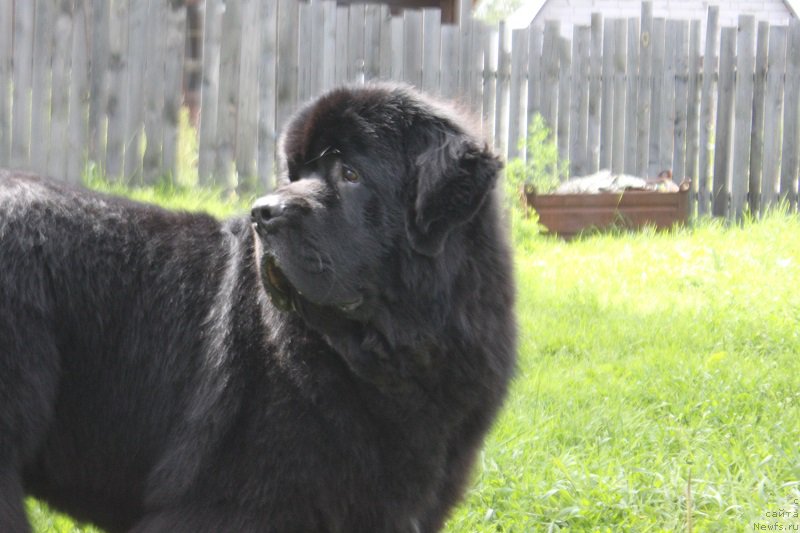 Фото: ньюфаундленд Myelman SHerstistyiy Mamont (Мэлман Шерстистый Мамонт)