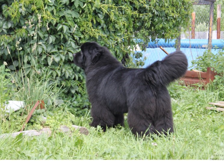 Фото: ньюфаундленд Myelman SHerstistyiy Mamont (Мэлман Шерстистый Мамонт)