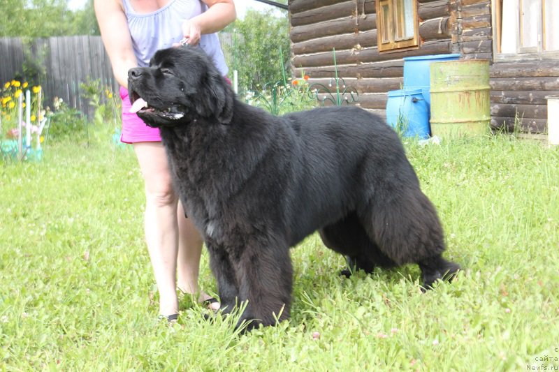 Фото: ньюфаундленд Myelman SHerstistyiy Mamont (Мэлман Шерстистый Мамонт)