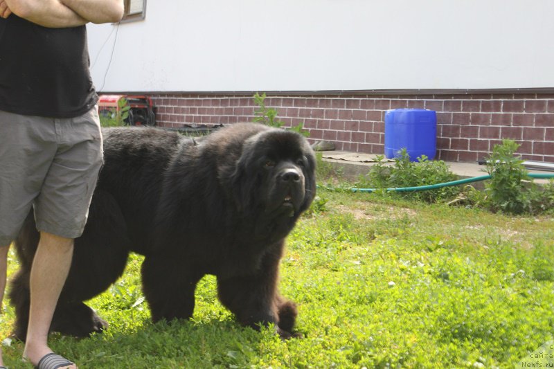 Фото: ньюфаундленд Myelman SHerstistyiy Mamont (Мэлман Шерстистый Мамонт)