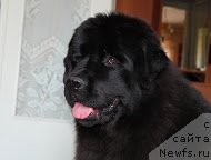 Фотография № 185864