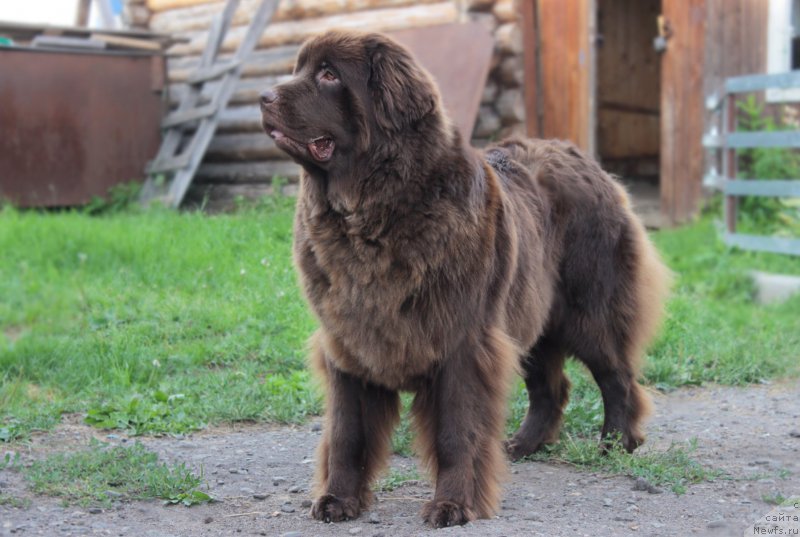 Фотография № 185869