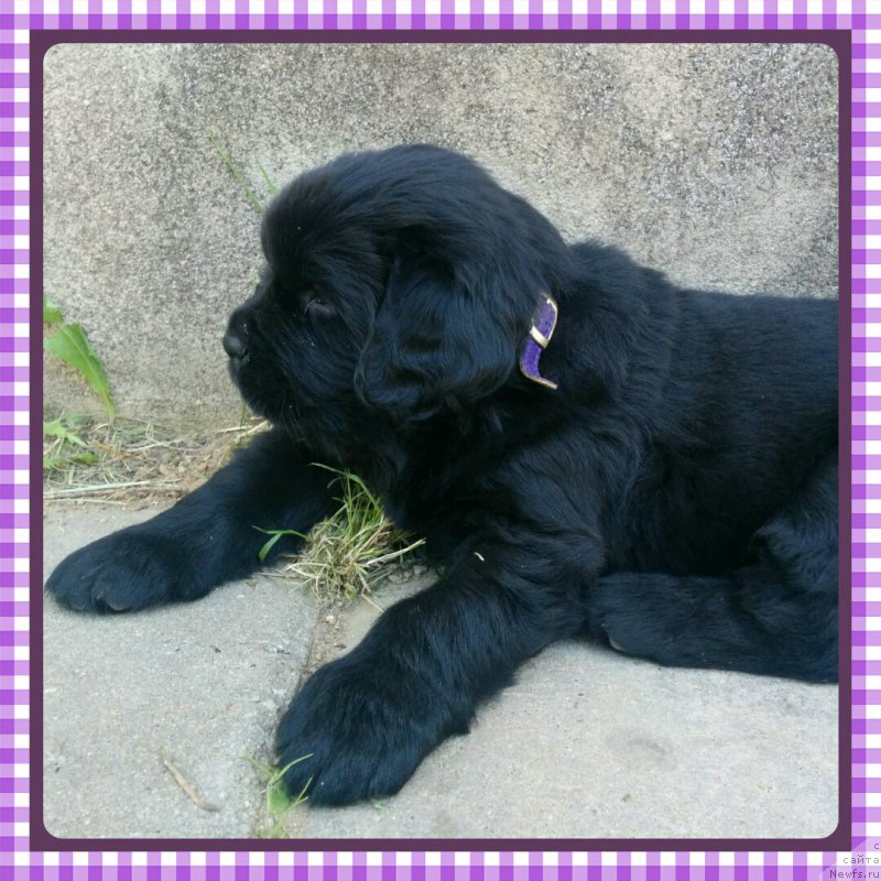 Фото: [p326]Алджей из Академии шоколада