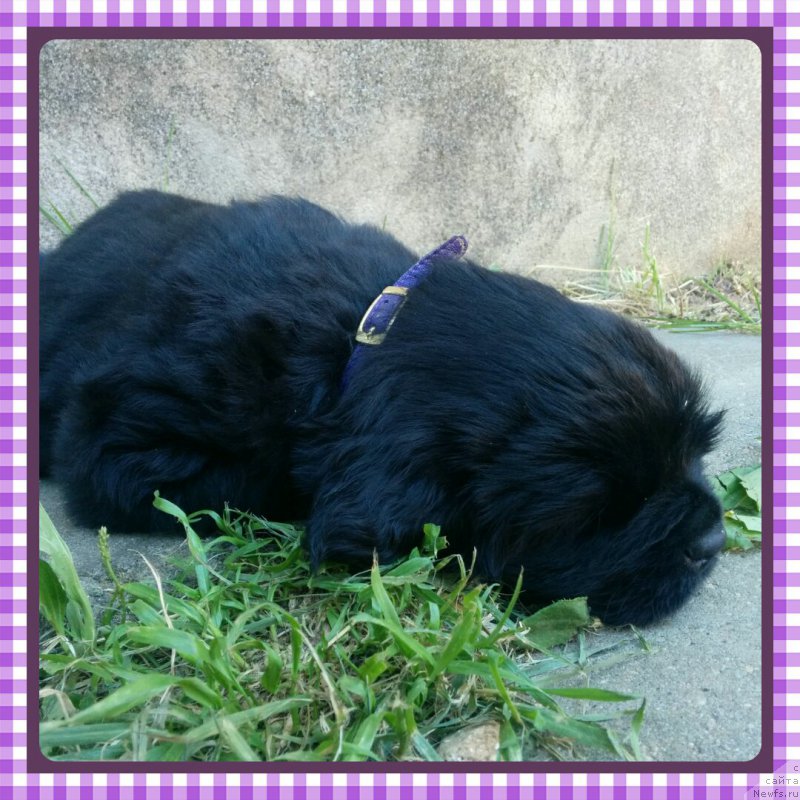 Фото: [p326]Алджей из Академии шоколада