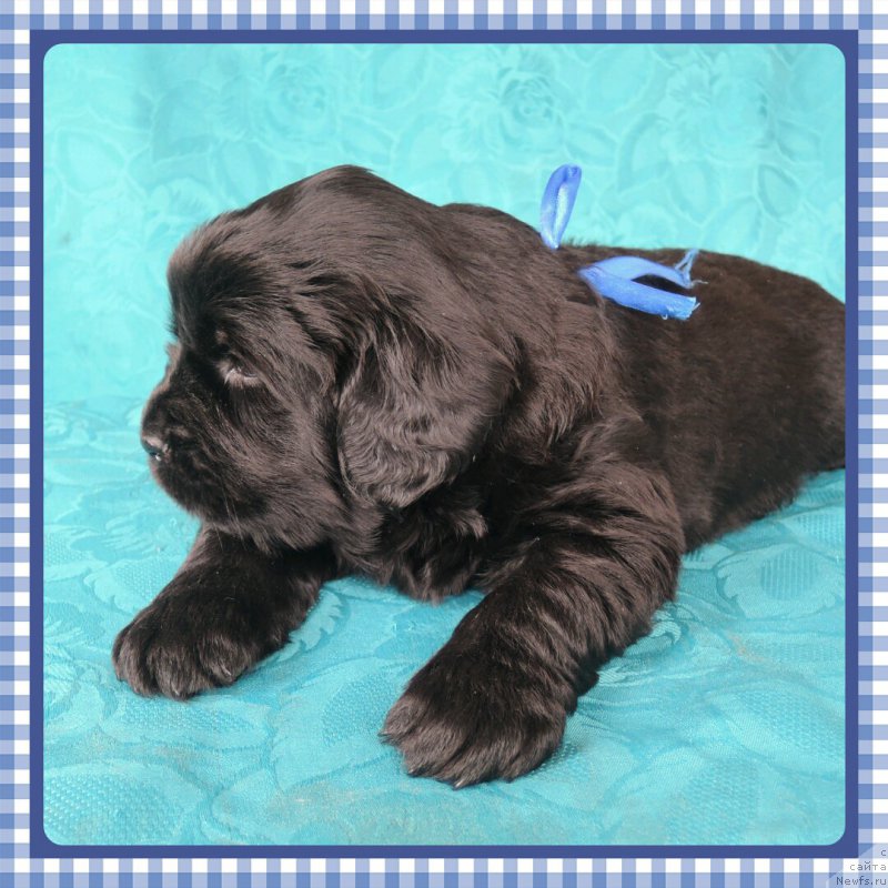 Фото: [p326]Аделия из Академии шоколада