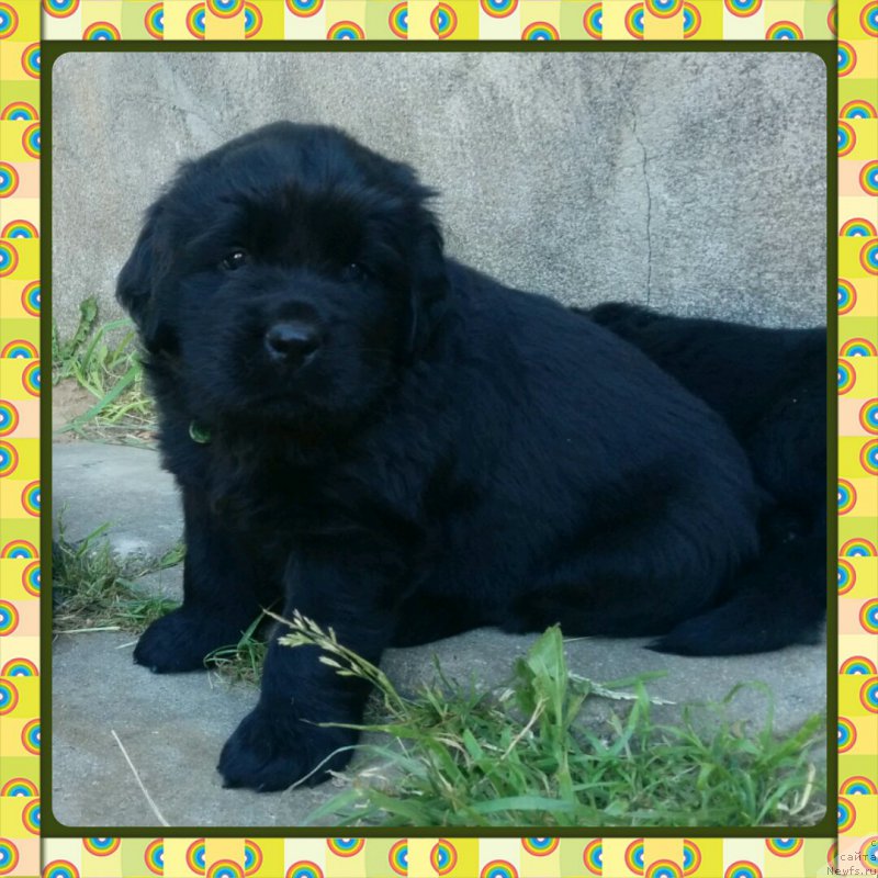 Фото: [p326]Арнольд из Академии шоколада