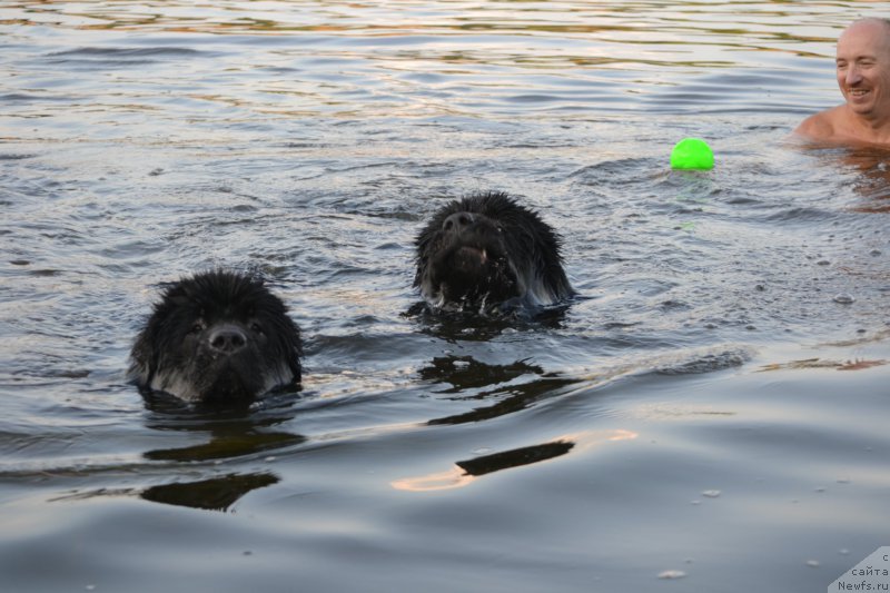 Фото: ньюфаундленд Nazar Vyatskiy Medved (Назар Вятский Медведь), ньюфаундленд Mnogolikaya Boginya Manifik (Многоликая Богиня Манифик), Aleksey Votchal (Алексей Вотчал)