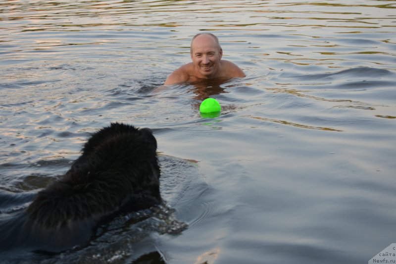 Фото: ньюфаундленд Nazar Vyatskiy Medved (Назар Вятский Медведь), Aleksey Votchal (Алексей Вотчал)