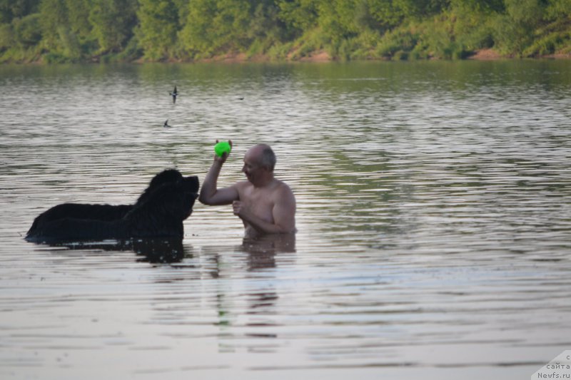 Фото: ньюфаундленд Nazar Vyatskiy Medved (Назар Вятский Медведь), Aleksey Votchal (Алексей Вотчал)