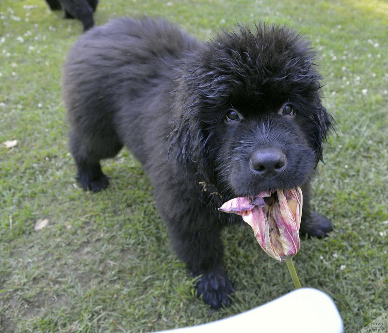 Фото: ньюфаундленд Smigar YUliks Solnechnyiy (Смигар Юликс Солнечный)