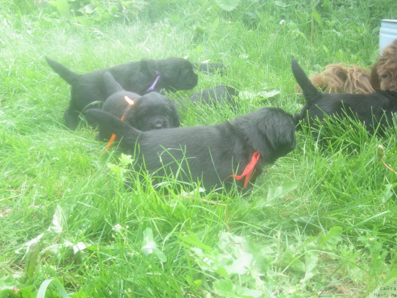 Фото: Natal'ya Smazchikova (Наталья Смазчикова)