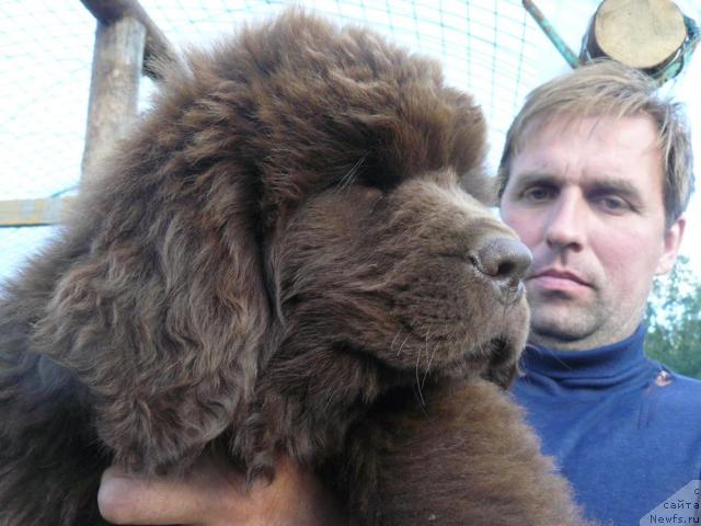 Фото: ньюфаундленд Pchyolkin Dom Akva Pryanik (Пчёлкин Дом Аква Пряник), Aleksey Zavaruev (Алексей Заваруев)