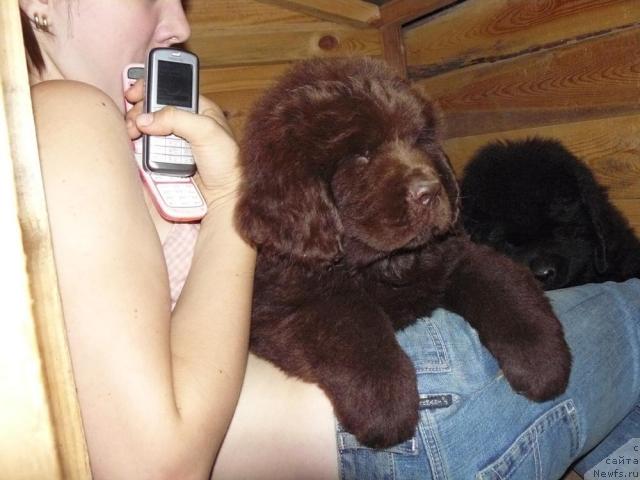 Фото: ньюфаундленд Pchyolkin Dom Akva Pryanik (Пчёлкин Дом Аква Пряник)