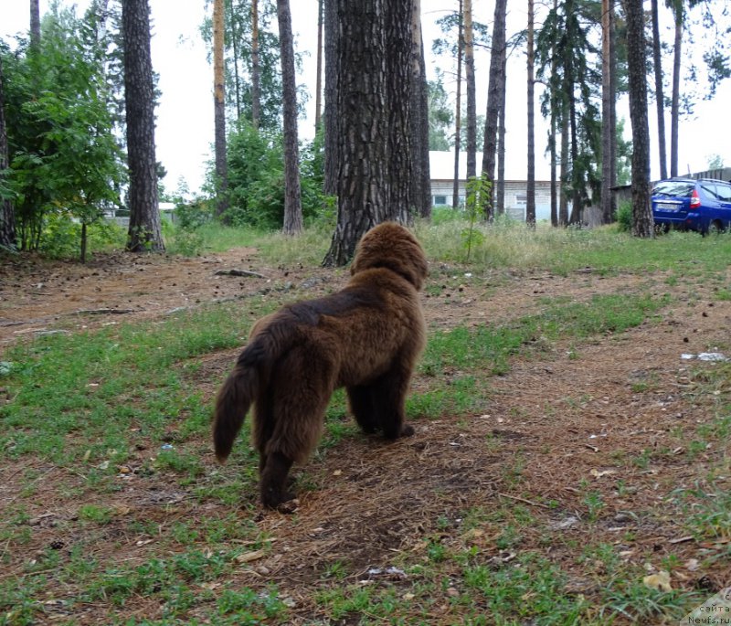 Фото: ньюфаундленд N'yufort Vivian (Ньюфорт Вивиан)