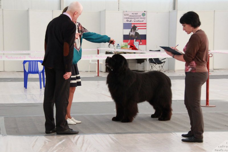 Фото: ньюфаундленд Aquatoriya Kelvin Nobel (Акватория Келвин Нобель)