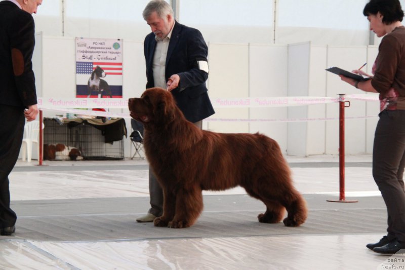 Фото: ньюфаундленд Aquatoriya Kelvin Reds Begin and Win (Акватория Келвин Редс Бегин энд Вин)