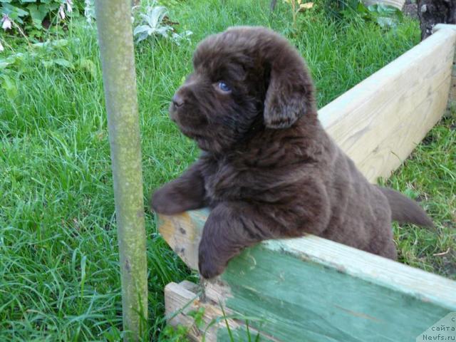 Фото: ньюфаундленд Pchyolkin Dom Akva Pryanik (Пчёлкин Дом Аква Пряник)