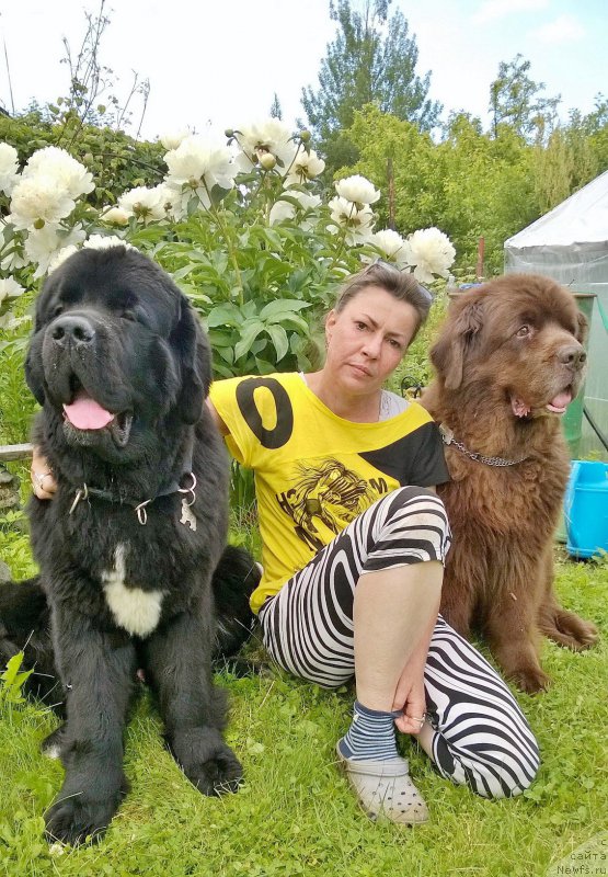 Фото: ньюфаундленд Beguschaya po Volnam Сhart Topper (Бегущая по Волнам Чарт Топпер), ньюфаундленд Ais Cream Ambassador