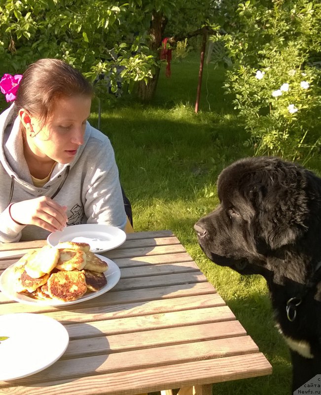 Фото: ньюфаундленд Beguschaya po Volnam Сhart Topper (Бегущая по Волнам Чарт Топпер)