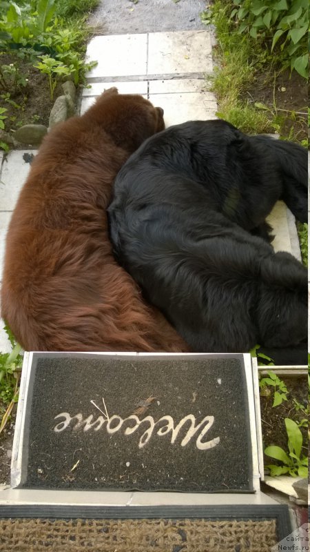 Фото: ньюфаундленд Ais Cream Ambassador, ньюфаундленд Beguschaya po Volnam Сhart Topper (Бегущая по Волнам Чарт Топпер)