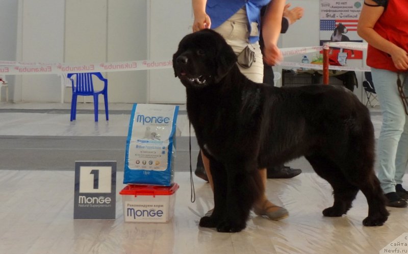 Фото: ньюфаундленд Akvian Song Okeanik Vind (Аквиан Сонг Океаник Винд)