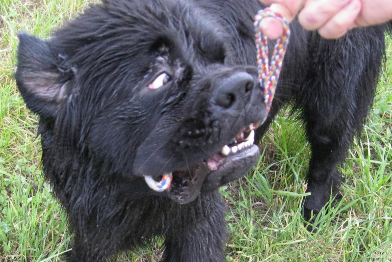 Фото: ньюфаундленд Chernaya Mafia Short and Sweet (Черная Мафия Шорт анд Свеет)