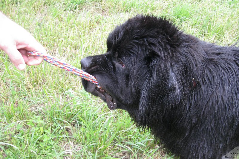 Фото: ньюфаундленд Chernaya Mafia Short and Sweet (Черная Мафия Шорт анд Свеет)