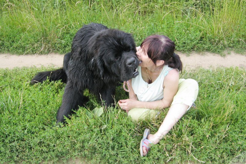 Фото: ньюфаундленд Chernaya Mafia Short and Sweet (Черная Мафия Шорт анд Свеет)