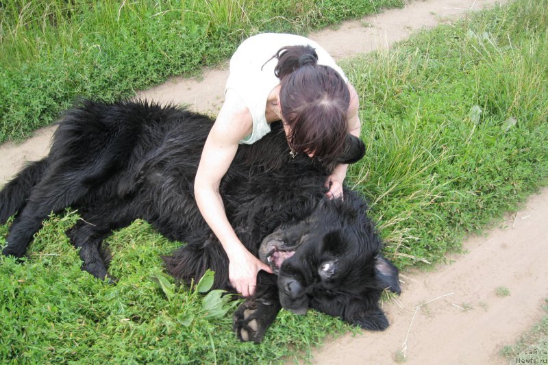 Фото: ньюфаундленд Chernaya Mafia Short and Sweet (Черная Мафия Шорт анд Свеет)