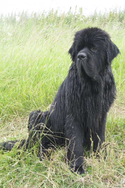 Фото: ньюфаундленд Chernaya Mafia Short and Sweet (Черная Мафия Шорт анд Свеет)