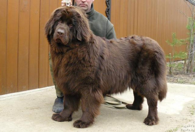 Фото: ньюфаундленд Pchyolkin Dom Andromeda (Пчёлкин Дом Андромеда)