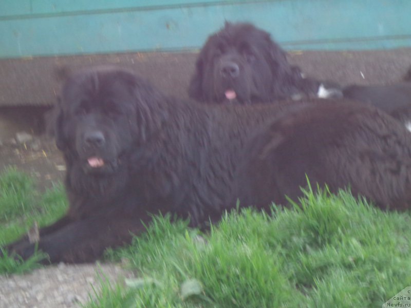 Фото: ньюфаундленд Super Premium Litoniel Vallaninor (Супер Премиум Литониэль Валланинор), ньюфаундленд Viktorius Smayl (Викториус Смайл)