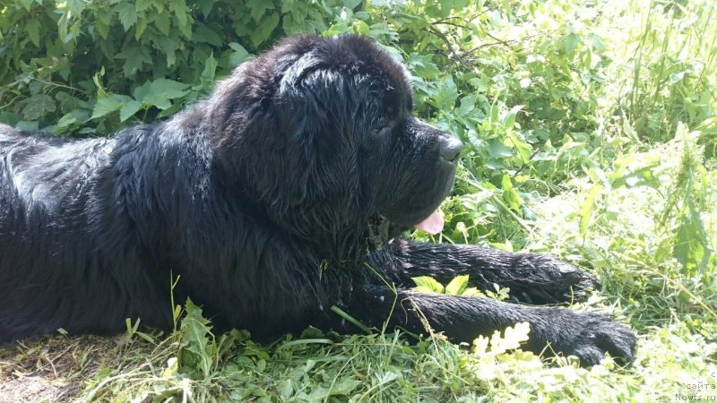 Фото: ньюфаундленд Chernaya Mafia Shrodinger Theory (Черная Мафия Шродингер Тхеору)