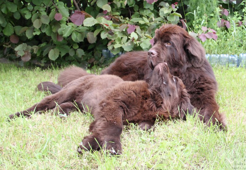 Фото: ньюфаундленд N'yufort Vashe Velichestvo Brabus (Ньюфорт Ваше Величество Брабус), ньюфаундленд Obush SHed YAntarnyiy Poceluy (Обуш Шед Янтарный Поцелуй)