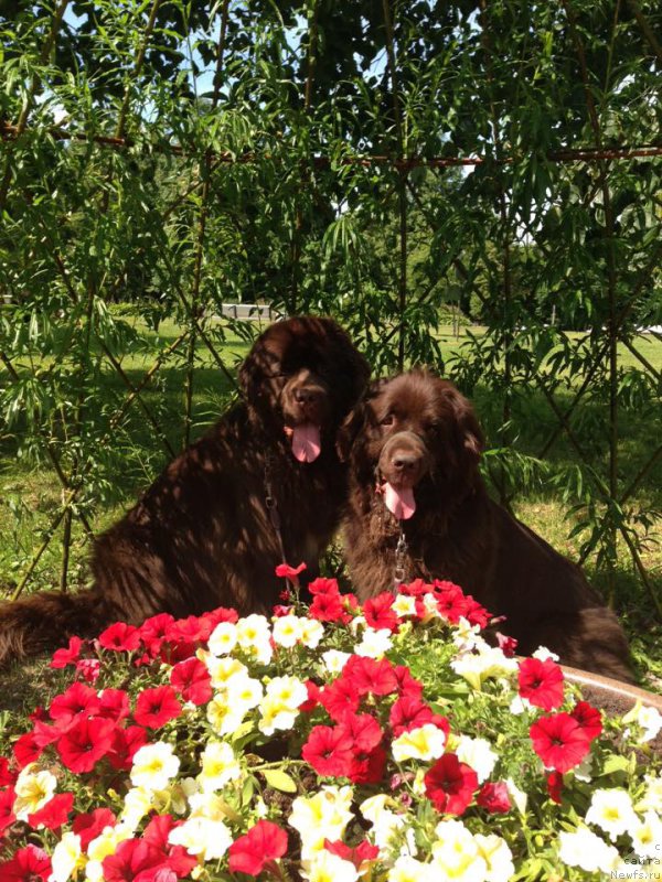 Фото: ньюфаундленд Fann'yuf Aurika Abissiniya (Фанньюф Аурика Абиссиния), ньюфаундленд Aquatoriya Kelvin Heather Honey (Акватория Келвин Хизер Хани)