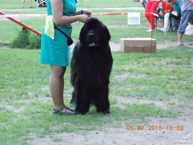 Фото: ньюфаундленд Chisty Brilliant Amigo (Чистый Бриллиант Амиго)