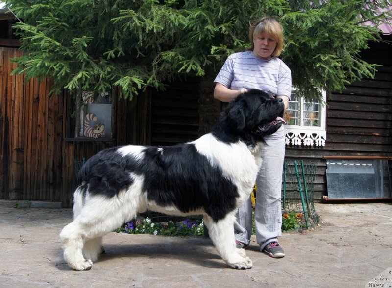 Фото: ньюфаундленд Super Premium Zhodo Ferolli (Супер Премиум Жодо Феролли)