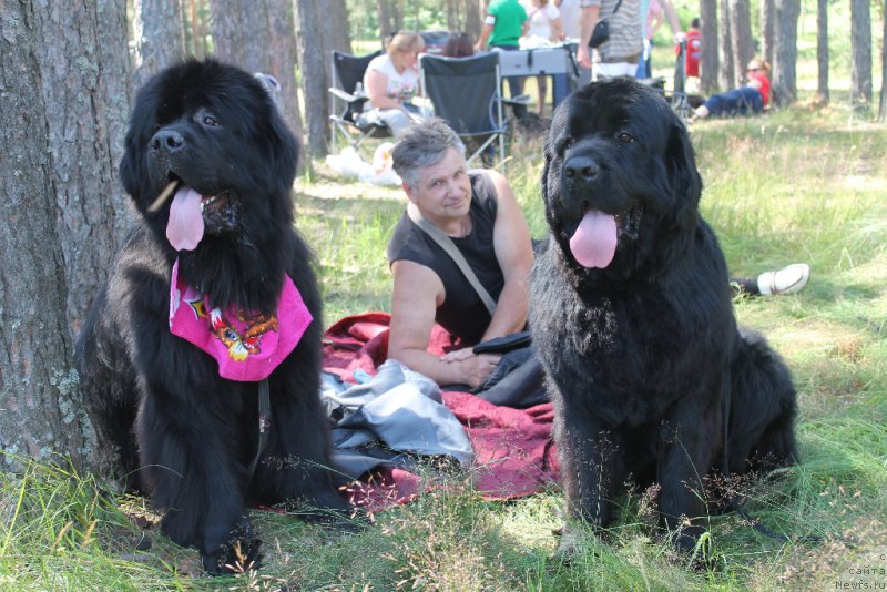 Фото: ньюфаундленд First-Right Champ (Фест-Райт Чемп), ньюфаундленд Valmond Pobeditel (Валмонд Победитель)