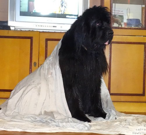 Фото: ньюфаундленд N'yufort Carskaya Doch' (Ньюфорт Царская Дочь)