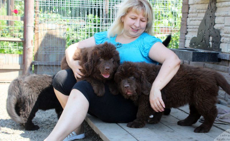 Фото: Elena Kuzina (Елена Кузина), ньюфаундленд Brownblood MSK Zhani Osher (Браунблад МСК Жани Ошер), ньюфаундленд Brownblood MSK Zhanara Haya (Браунблад МСК Жанара Хайя)