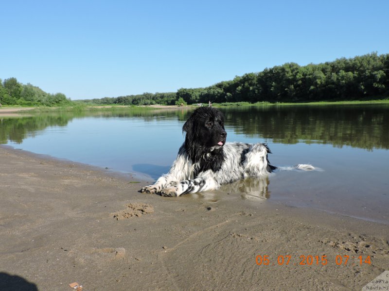 Фото: ньюфаундленд Skazochnaya Kroha SHampan' (Сказочная Кроха Шампань)