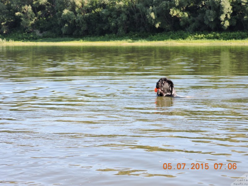 Фото: ньюфаундленд Skazochnaya Kroha SHampan' (Сказочная Кроха Шампань)