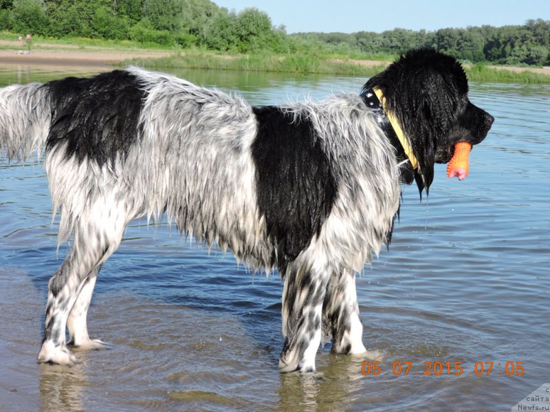 Фото: ньюфаундленд Skazochnaya Kroha SHampan' (Сказочная Кроха Шампань)