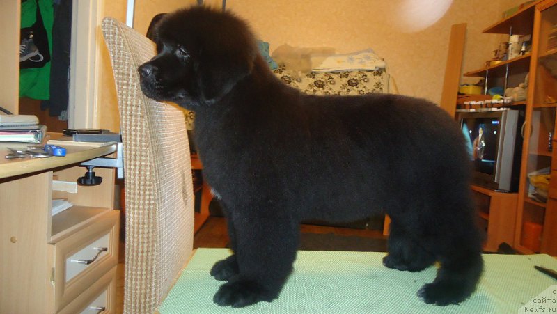 Фото: ньюфаундленд N'yufort Ee Velichestvo Viktoriya (Ньюфорт Ее Величество Виктория)