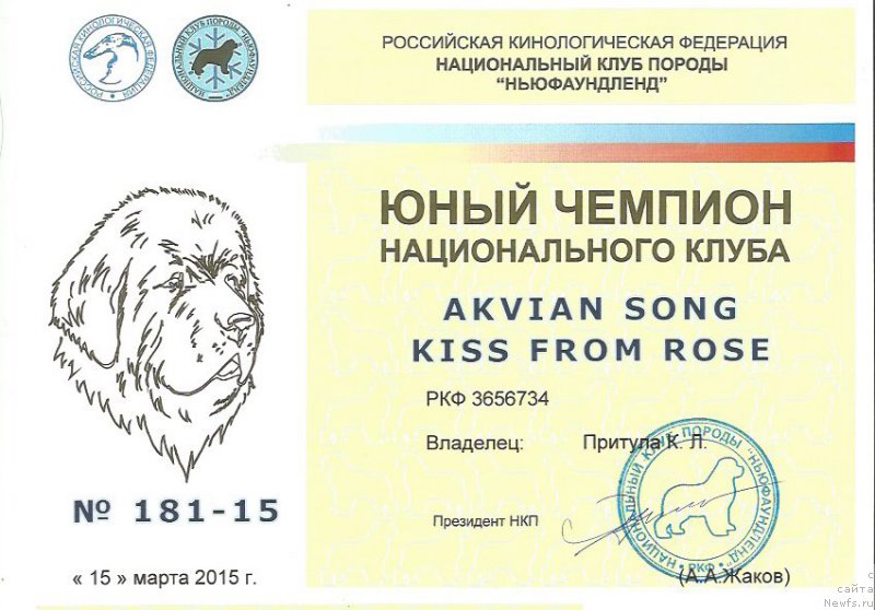 Фото: ньюфаундленд Akvian Song Kiss from Rouz (Аквиан Сонг Кисс Фром Роуз)